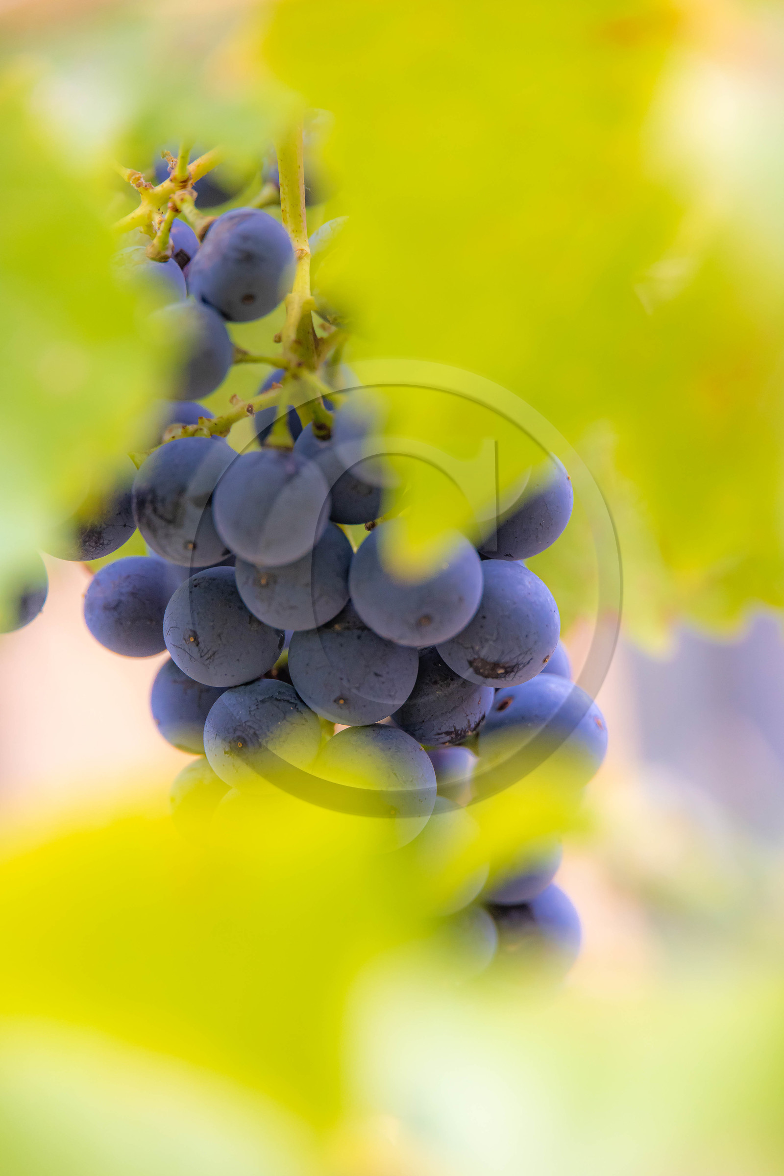 Domaine du Mont Guillaume, cépage le Mollard