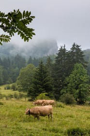 ENS de l'Isère, Les Ecouges, race bovine du Vercors la vilarde