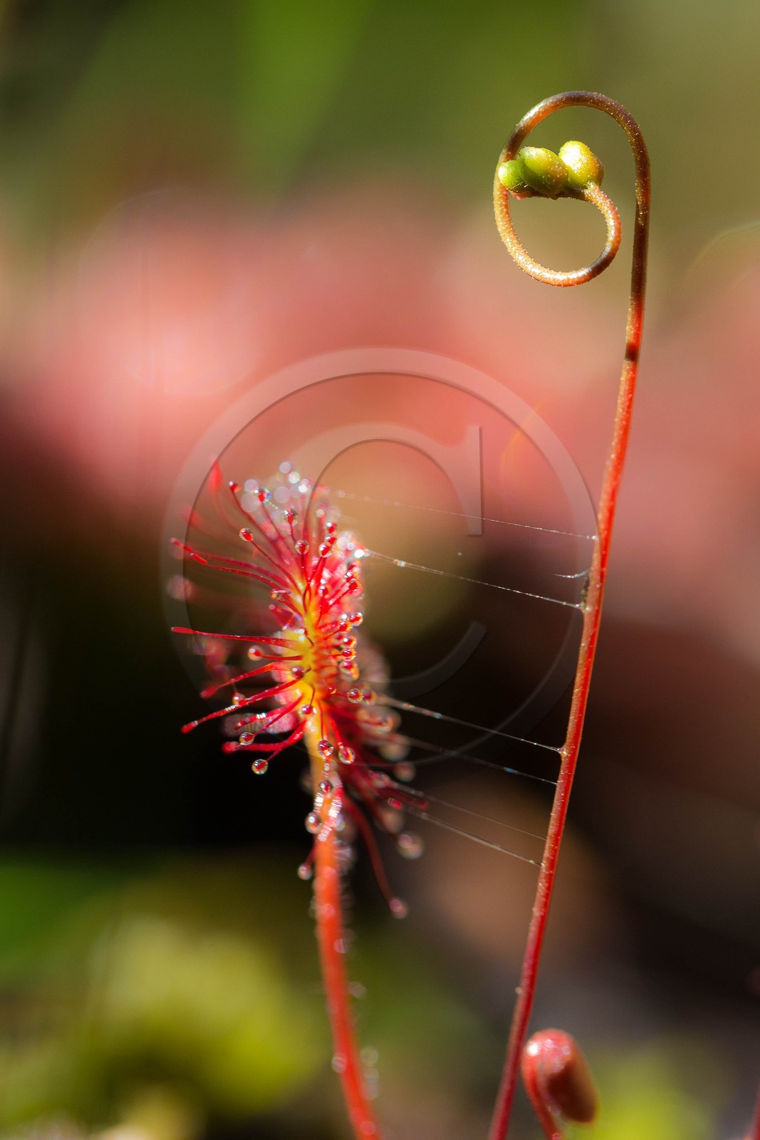 ENS de l'Isère, Tourbière des Planchettes, Rossolis à feuilles rondes (Drosera rotundifolia)