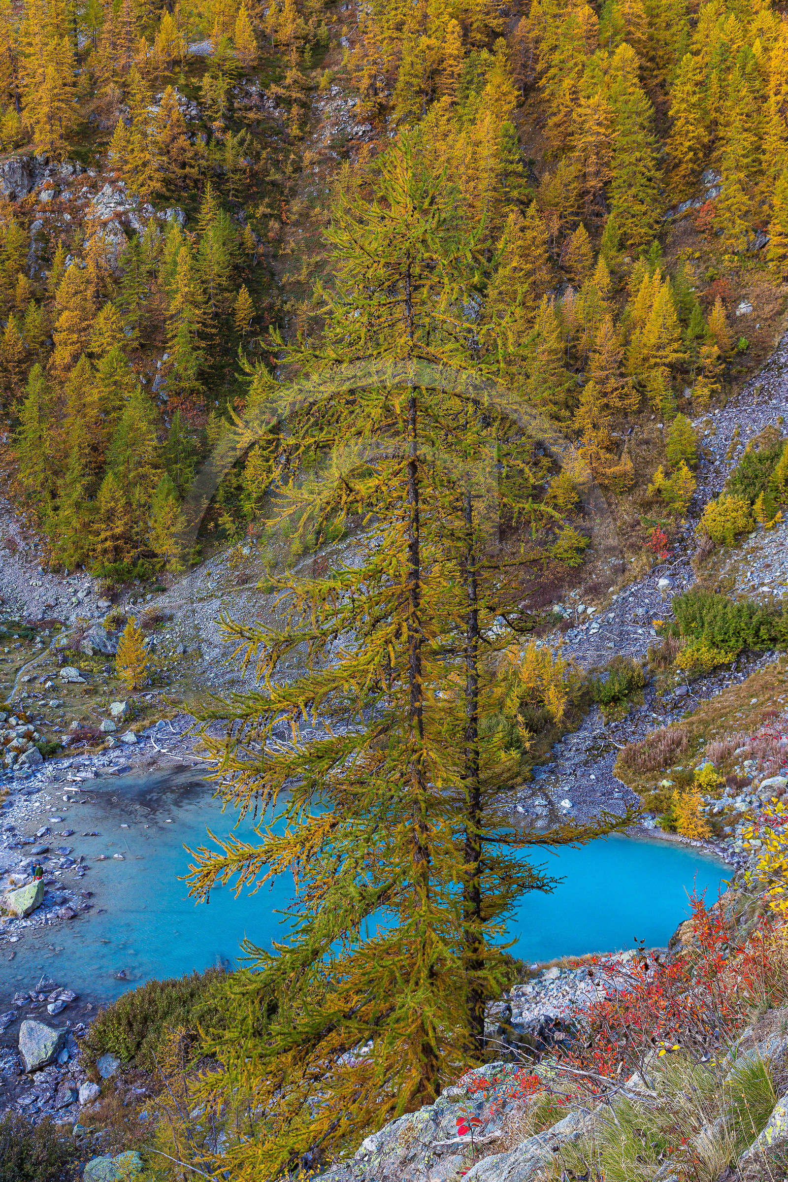 Mélèzes au lac de la Douche