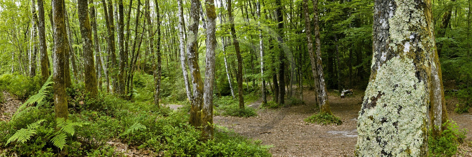 Réserve naturelle du Roc de Chère, forêt