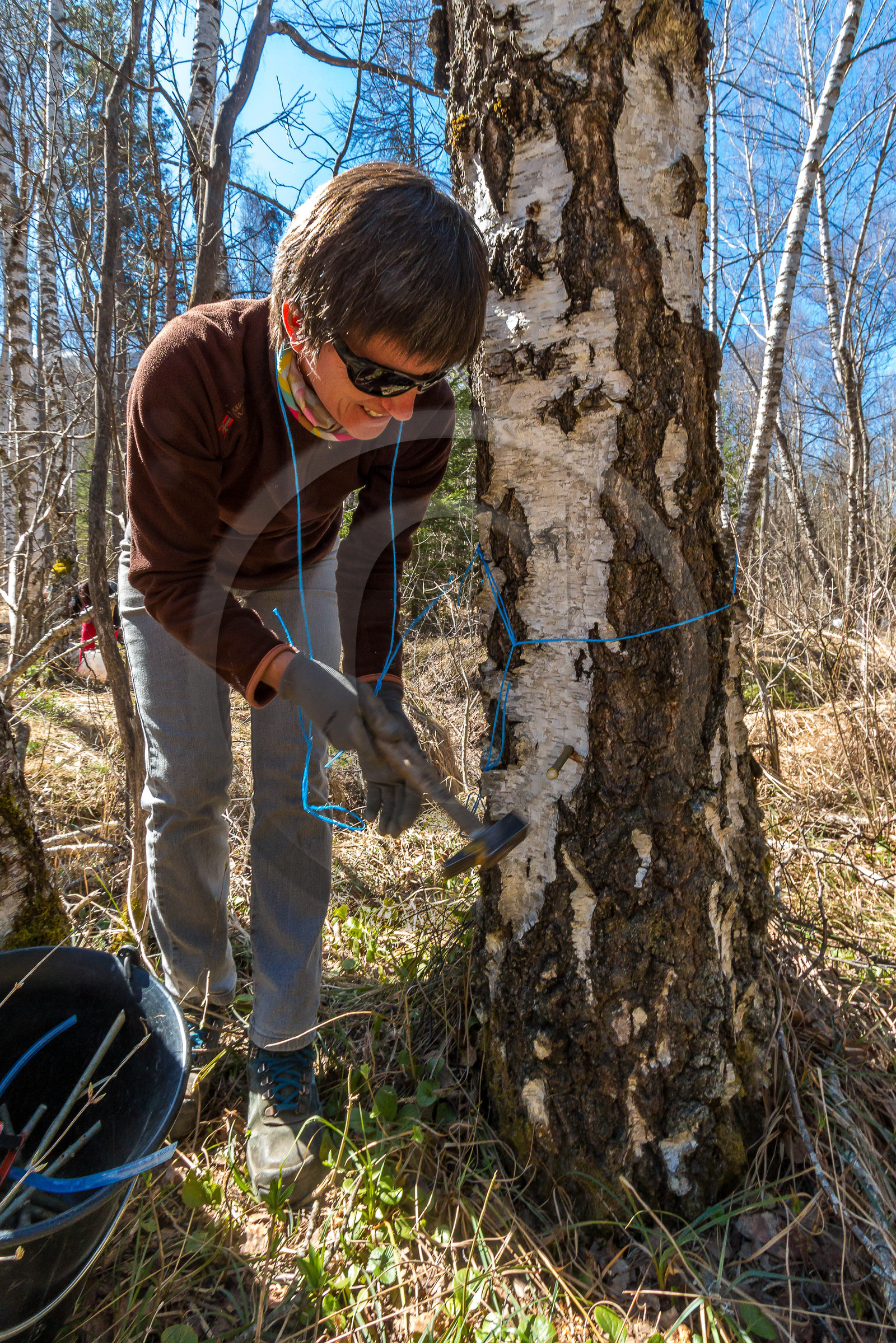 Récolte de sève de bouleau