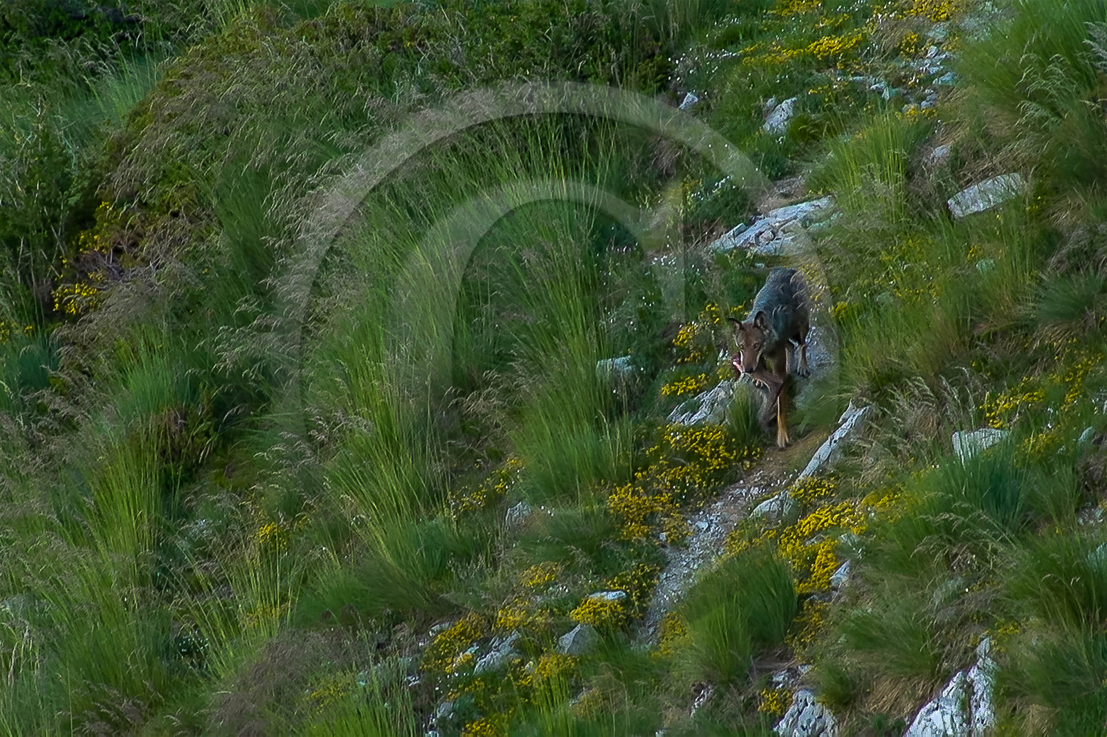 Film : La vallée des loups