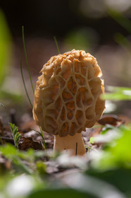 Morille, Morchella