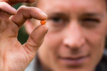 David Viveau agriculteur, producteur de baies d'argousier