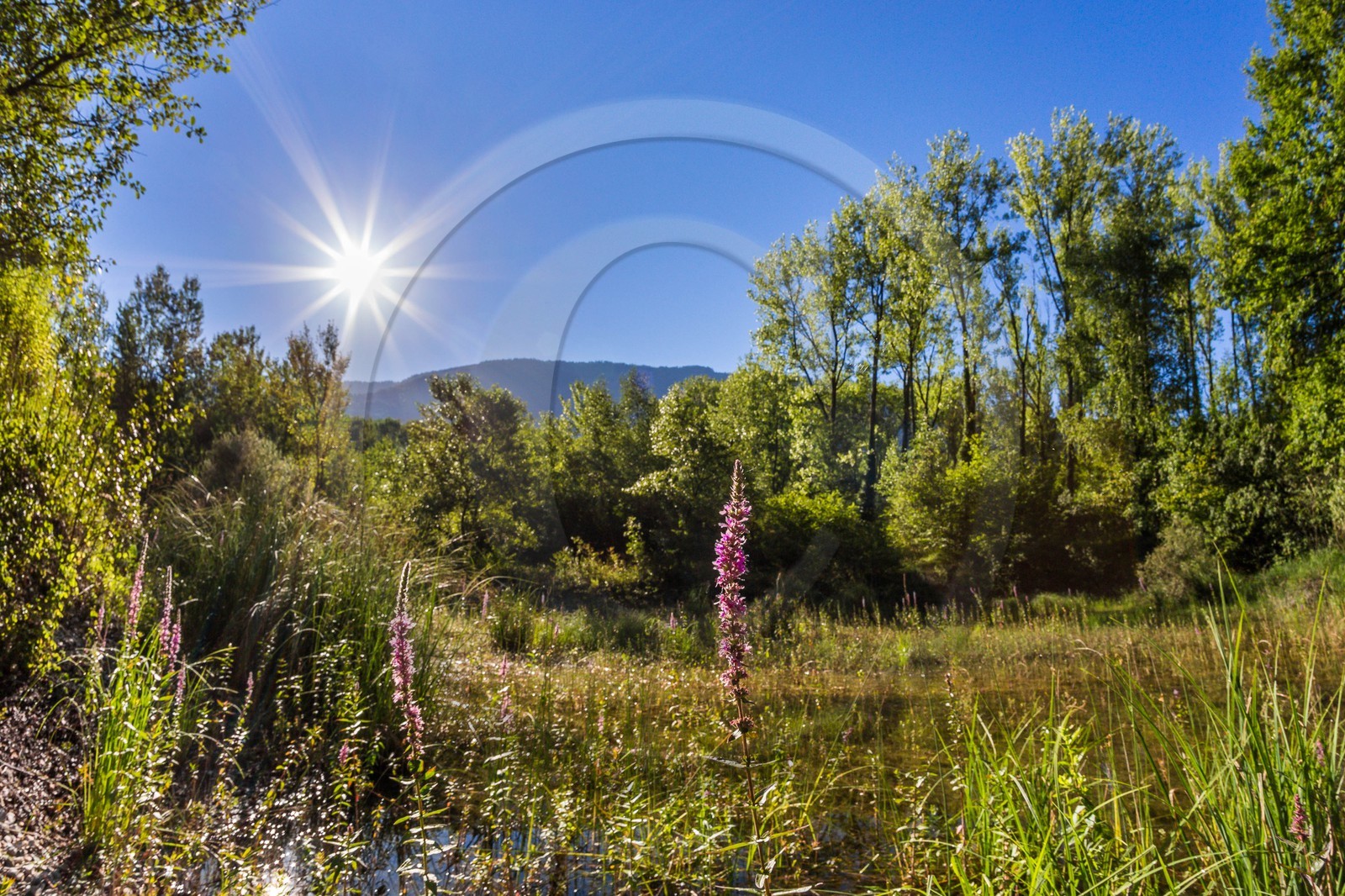 ENS de l'Isère, espace alluvial de la Rolande