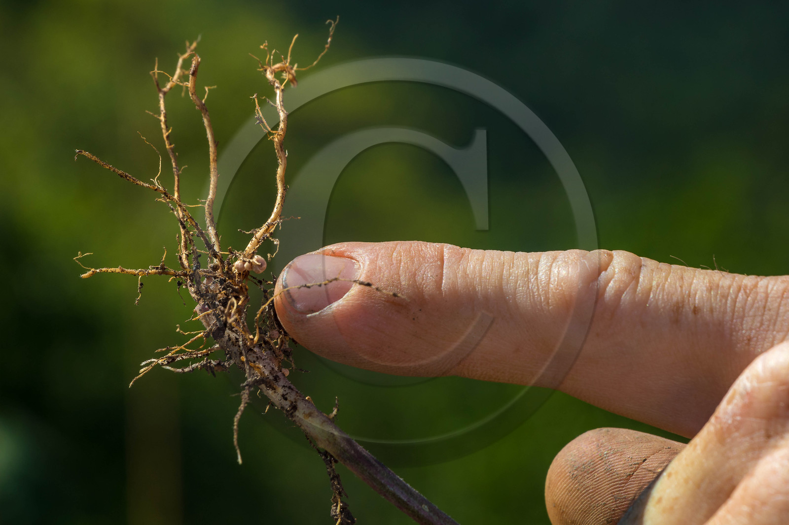 Pascal Aspe, Parc écologique Terre Vivante