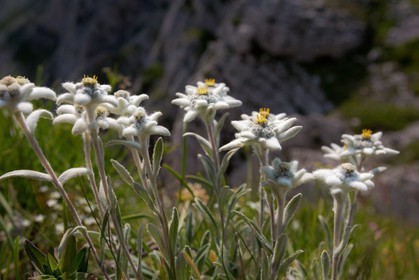 Edelweiss, Leontopodium alpinum
