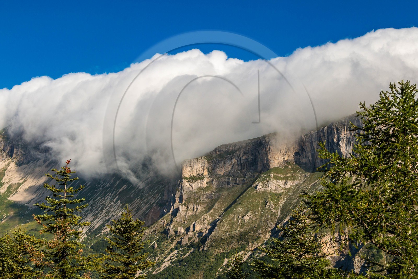 Bois du Chapitre, forêt domaniale de Gap-Chaudun