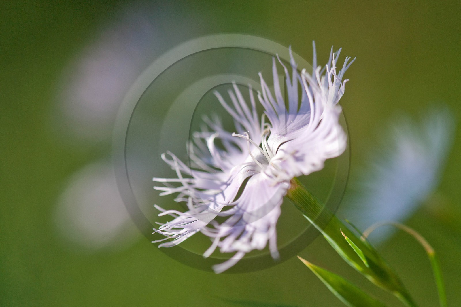 Œillet de Montpellier, Dianthus hyssopifolius