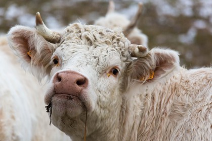 Valbonnais, Col d'Ornon, troupeau de vache avec les premières neiges