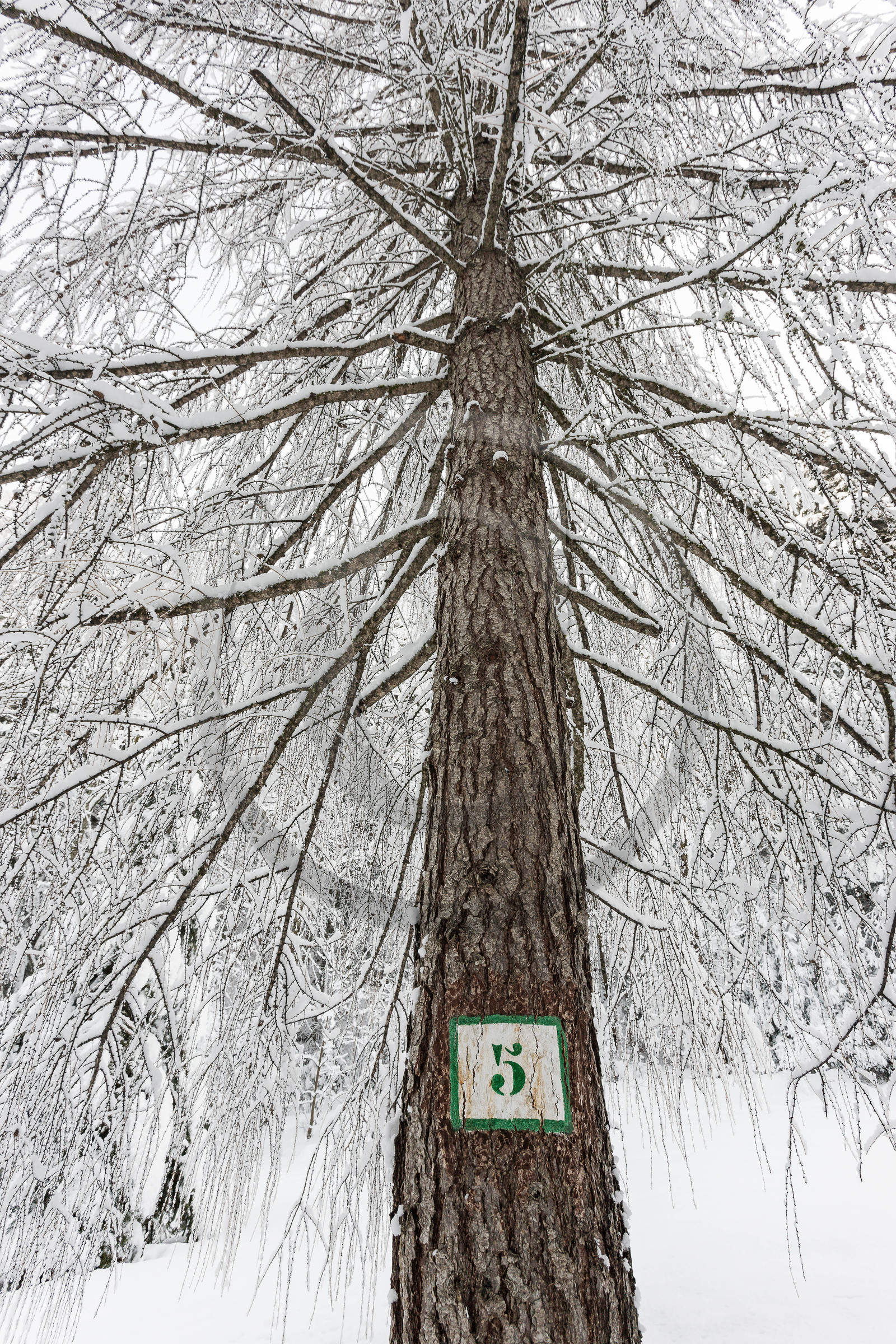 Mélèze d'Europe, Larix decidua