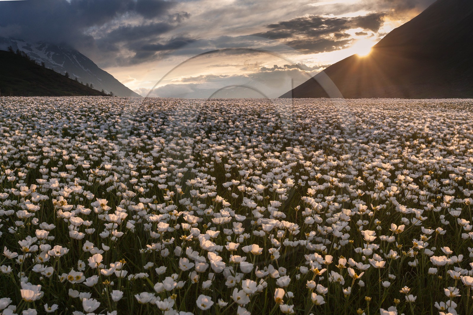 Parc national des Ecrins, Col du Lautaret,, Renoncule de Küpfer, Ranunculus kuepferi