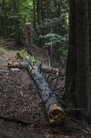 Bois du Chapitre, forêt domaniale de Gap-Chaudun