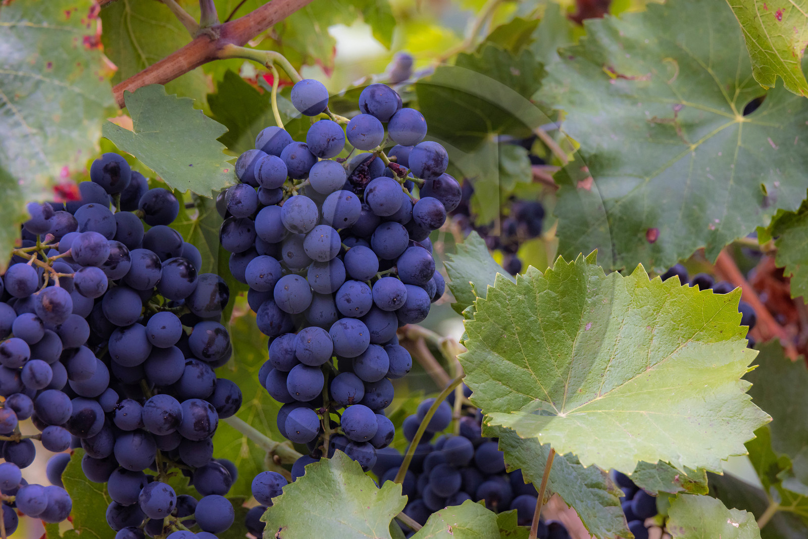 Domaine du Mont Guillaume, cépage le Mollard