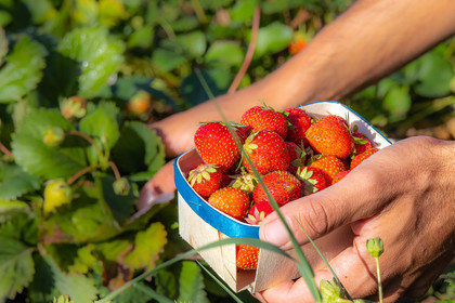 Ecrins de fruits, producteur de fruits rouges