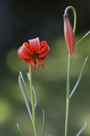 Lis pompon, Lilium pomponium