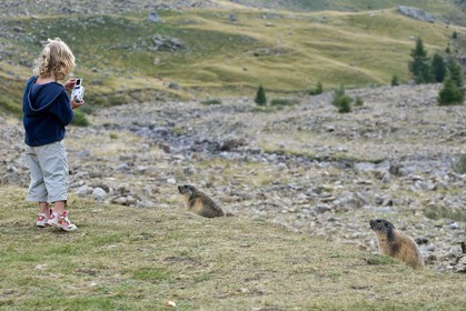 Marmotte des Alpes ( Marmota marmota )