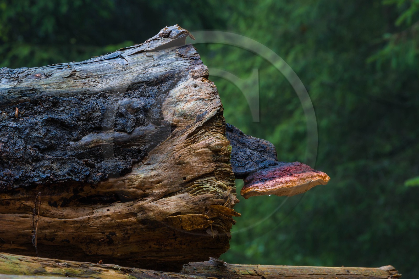 ENS de l'Isère, Les Ecouges