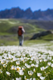 Vallon de l'Orrenaye, renoncule de kupfer, Ranunculus kuepferi