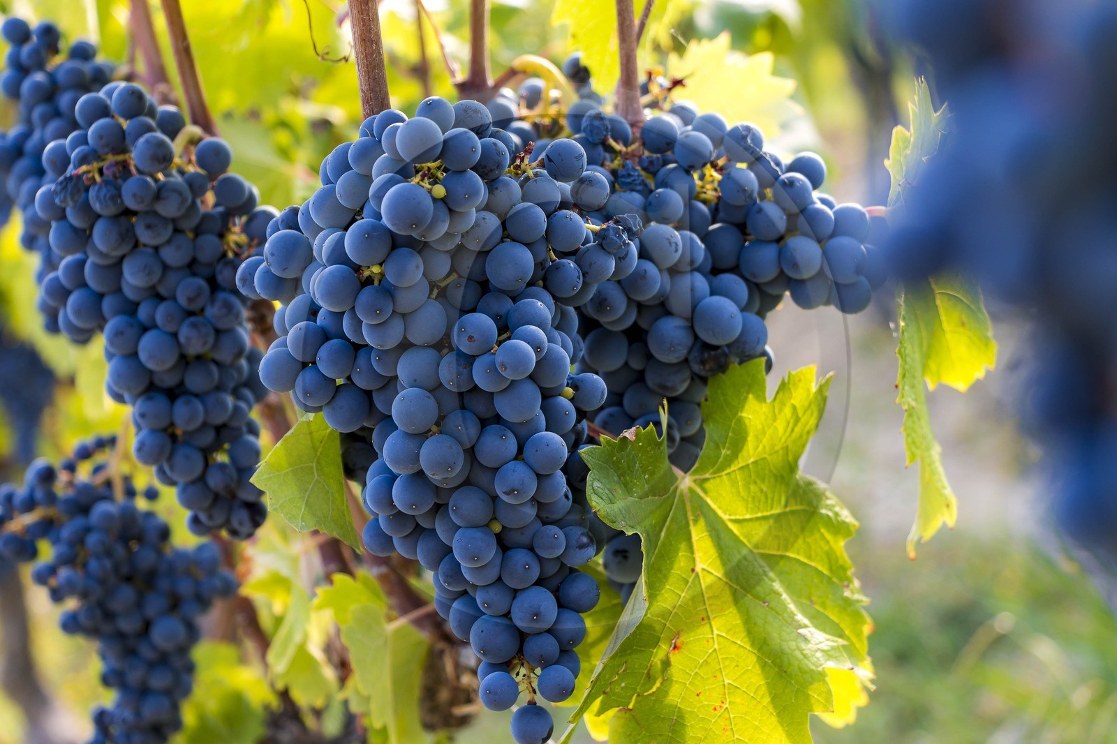 Vignoble de Saint-Jeannet, propriétaire récoltant Denis Rasse