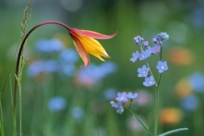 Tulipe australe, Tulipa australis, Myosotis alpestre, Myosotis alpestris