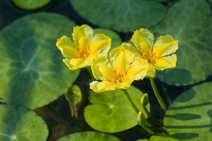 Nénuphar Jaune,  Nuphar lutea