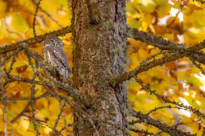 Chevêchette d'Europe, Glaucidium passerinum