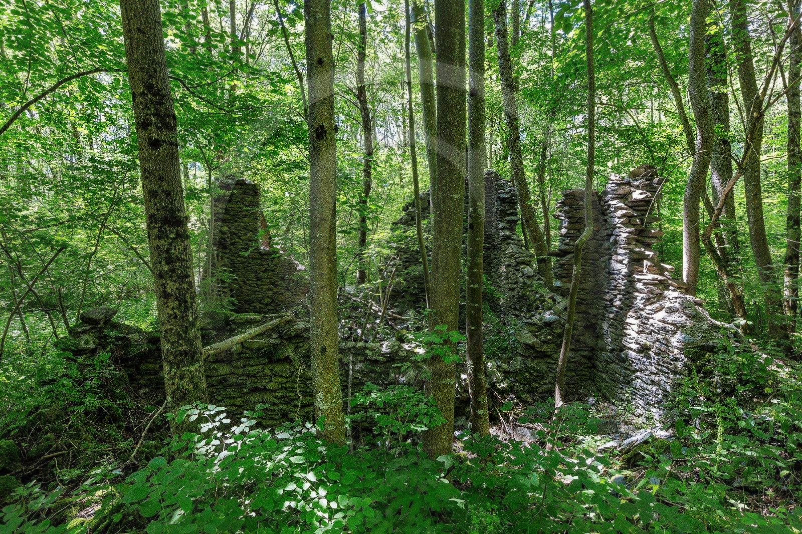 ENS de l'Isère, Vieille morte de Bourg d'Oisans