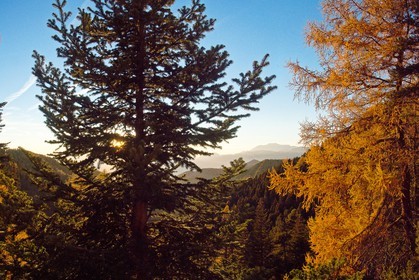 Forêt du Sapet