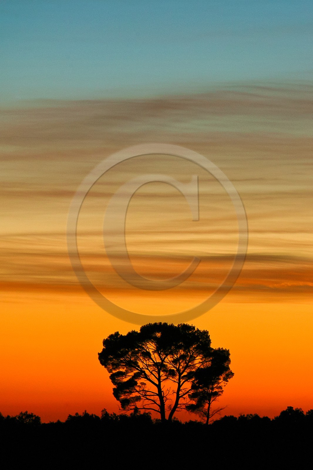 Pin parasol, Pin pignon, Pinus pinea