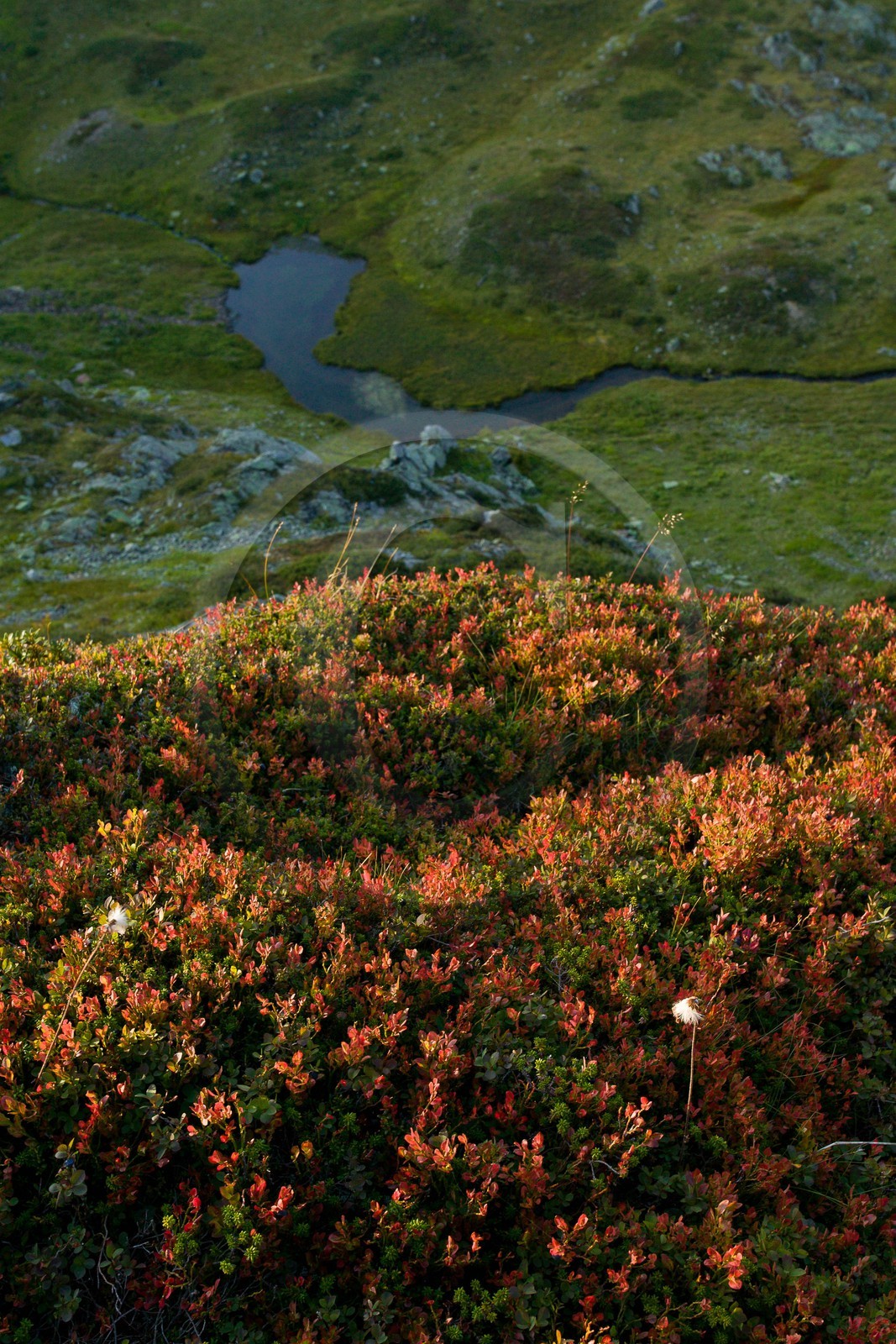 Réserve naturelle de Carlaveyron, Lac de l'Aiguillette