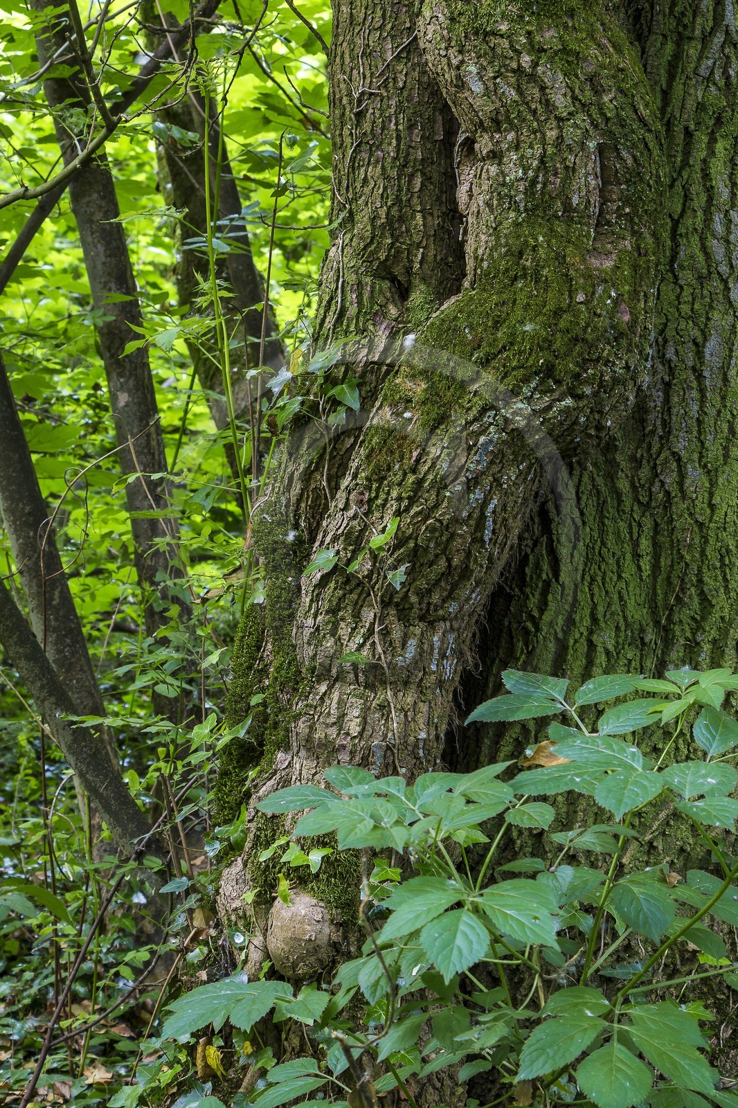 ENS de l'Isère, bois de la Bâtie