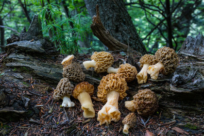 Morille, Morchella