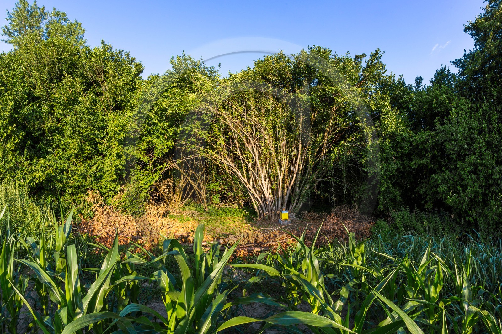 ENS de l'Isère, Prairies inondables de Pont-Évêque