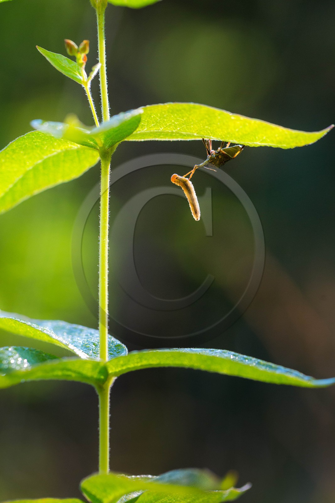 ENS de l'Isère,Tourbières du Peuil
