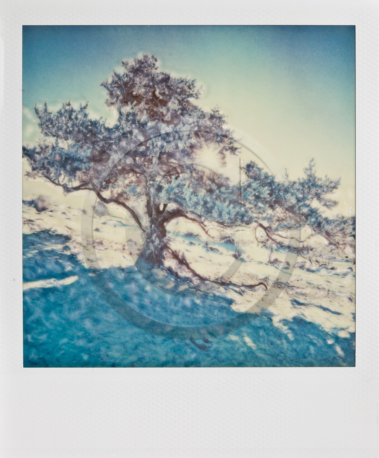 Exposition Arbres et petites forêts, éloge de la biodiversité