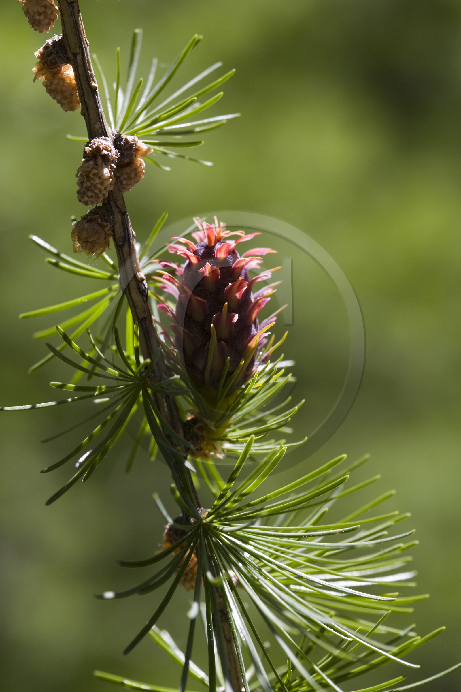 Cône femelle de mélèze (larix décidua)
