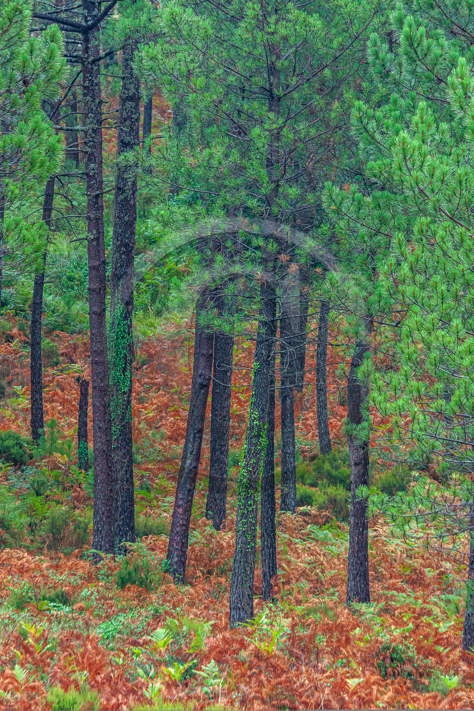 Forêt de l'Ospedale, Pins laricio de Corse