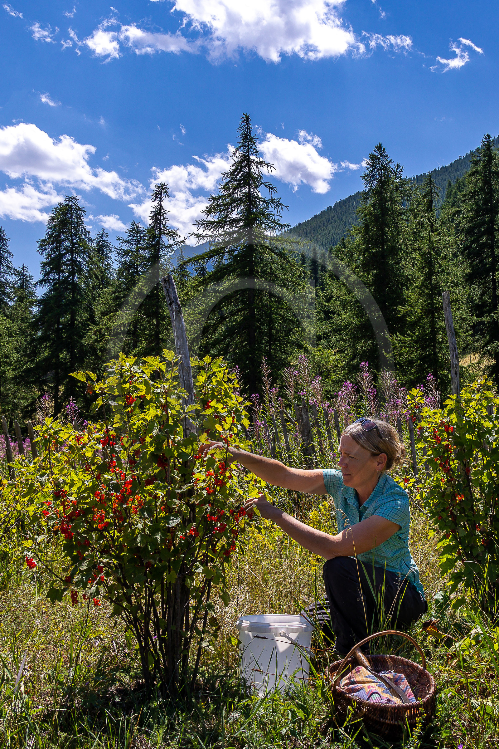 Les cueillettes du Lauzet