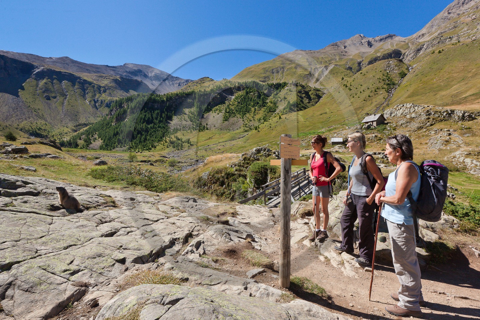 Randonnée vers le Saut du Laire, marmotte