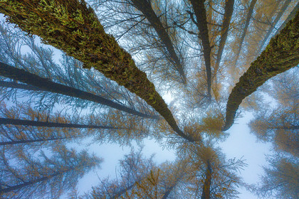 Mélézein à l'automne
