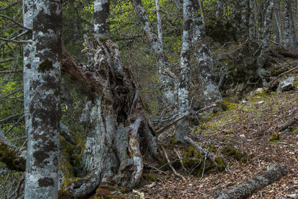 Film : La vallée des loups