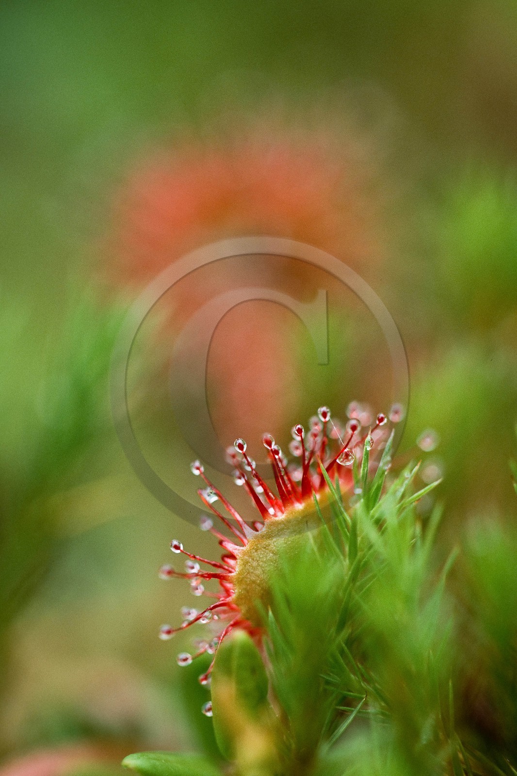 Droséra à feuilles rondes, Drosera rotundifolia