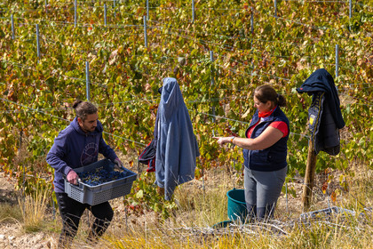 Domaine du Mont Guillaume