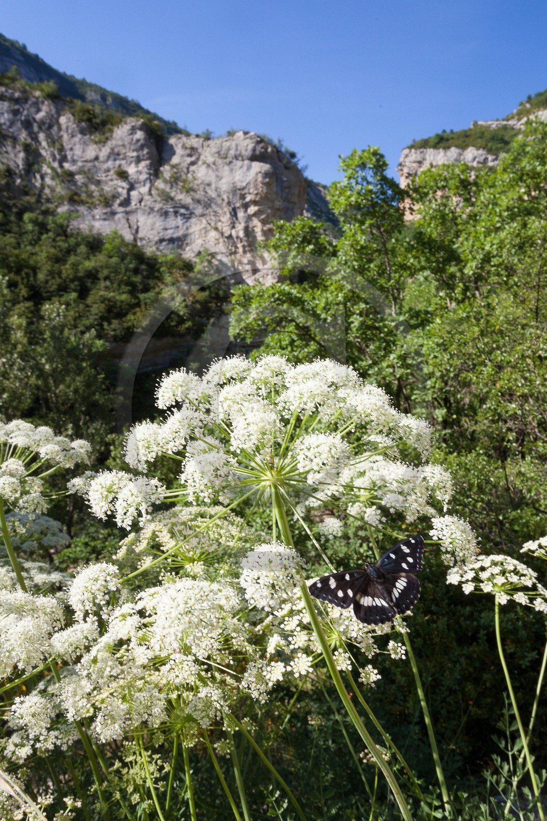 Laser siler, Laserpitium siler et le sylvain azuré  Limenitis reducta