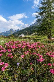 Rhododendrons