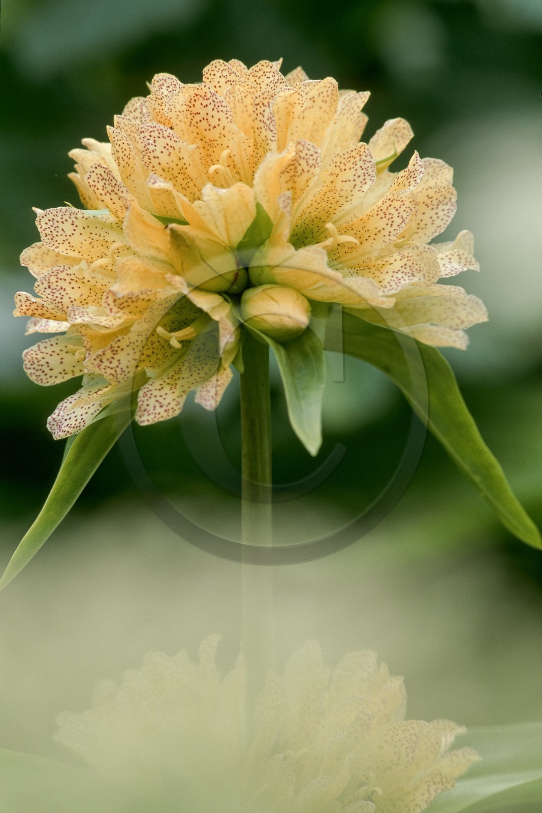 Gentiane ponctuée, Gentiana punctata