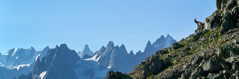 Bouquetin, ou bouquetin des Alpes (Capra ibex)