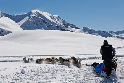 Chiens d'attelage